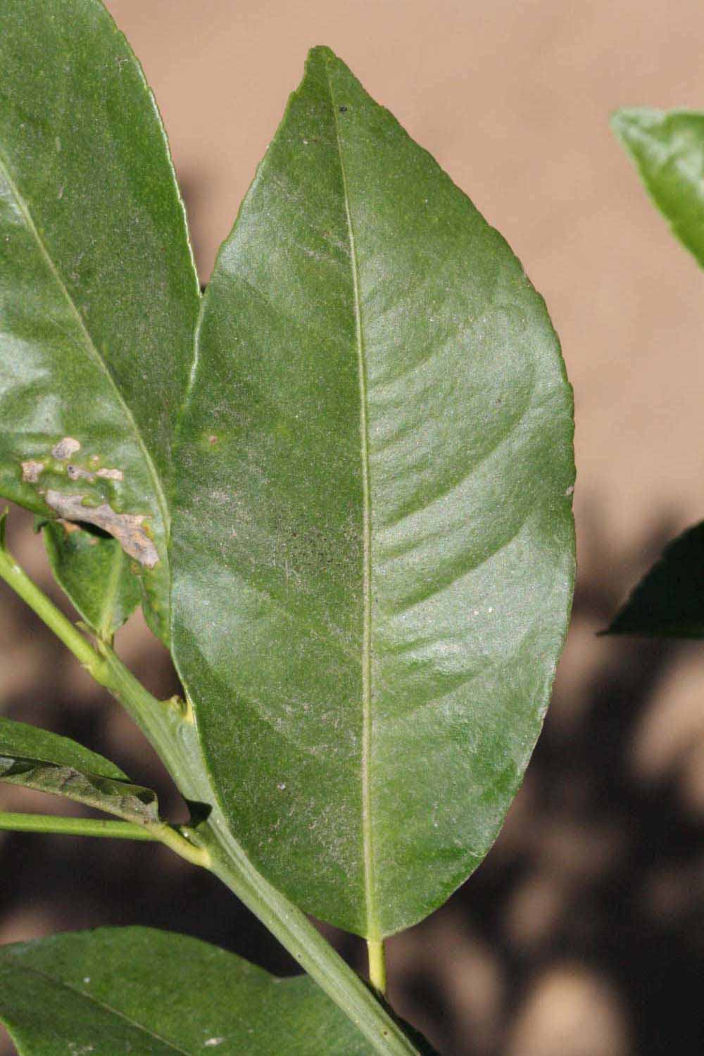            Unifoliolate leaf (Riverside, CA)   